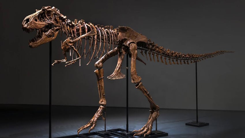 gorgosaurus